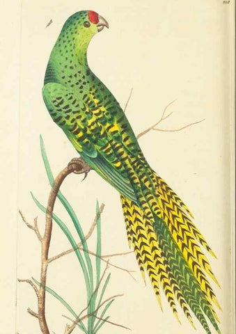 Reproducción/Reproduction 30743177505: The naturalist's miscellany, or Coloured figures of natural objects. London :Printed for Nodder & Co.,1789-1813