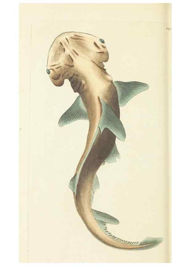 Reproducción/Reproduction 30626525592: The naturalist's miscellany, or Coloured figures of natural objects. London :Printed for Nodder & Co.,1789-1813
