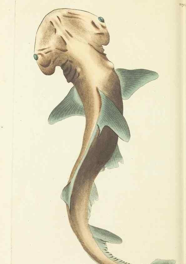 Reproducción/Reproduction 30626525592: The naturalist's miscellany, or Coloured figures of natural objects. London :Printed for Nodder & Co.,1789-1813