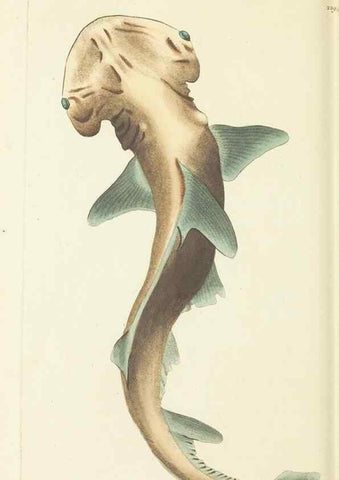 Reproducción/Reproduction 30626525592: The naturalist's miscellany, or Coloured figures of natural objects. London :Printed for Nodder & Co.,1789-1813