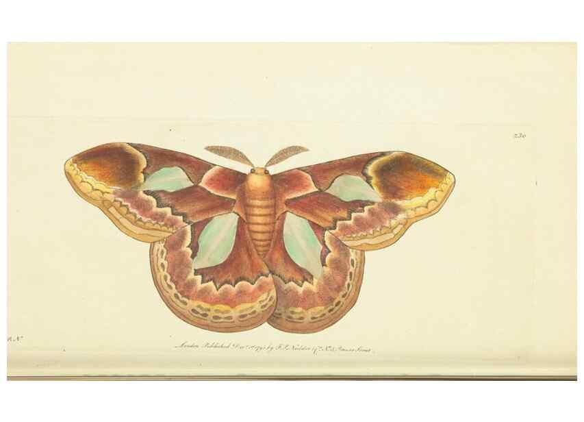 Reproducción/Reproduction 30626527342: The naturalist's miscellany, or Coloured figures of natural objects. London :Printed for Nodder & Co.,1789-1813