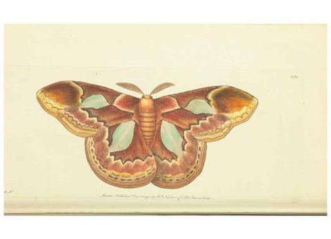 Reproducción/Reproduction 30626527342: The naturalist's miscellany, or Coloured figures of natural objects. London :Printed for Nodder & Co.,1789-1813