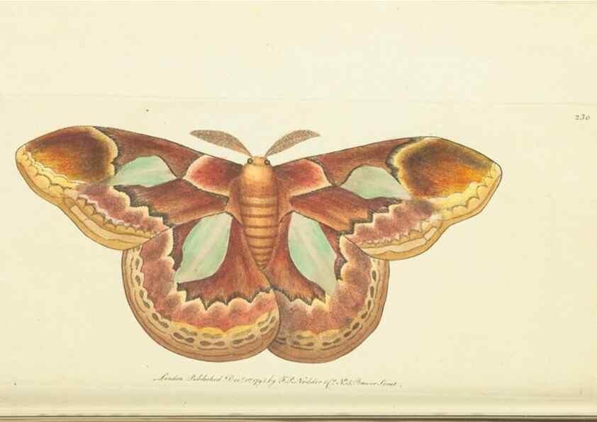 Reproducción/Reproduction 30626527342: The naturalist's miscellany, or Coloured figures of natural objects. London :Printed for Nodder & Co.,1789-1813