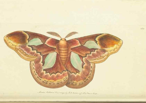 Reproducción/Reproduction 30626527342: The naturalist's miscellany, or Coloured figures of natural objects. London :Printed for Nodder & Co.,1789-1813