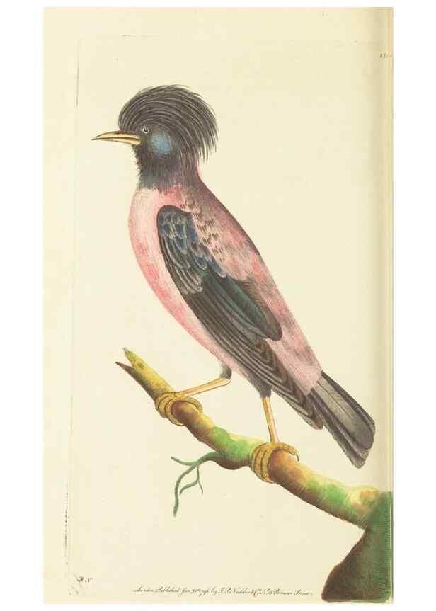 Reproducción/Reproduction 30626529252: The naturalist's miscellany, or Coloured figures of natural objects. London :Printed for Nodder & Co.,1789-1813