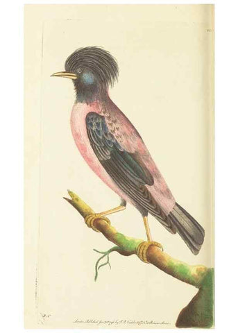 Reproducción/Reproduction 30626529252: The naturalist's miscellany, or Coloured figures of natural objects. London :Printed for Nodder & Co.,1789-1813
