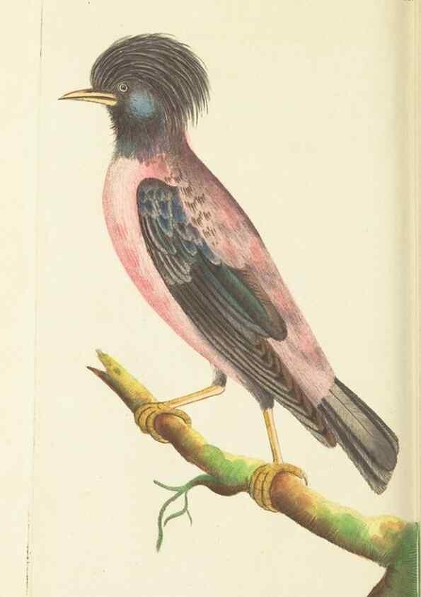 Reproducción/Reproduction 30626529252: The naturalist's miscellany, or Coloured figures of natural objects. London :Printed for Nodder & Co.,1789-1813