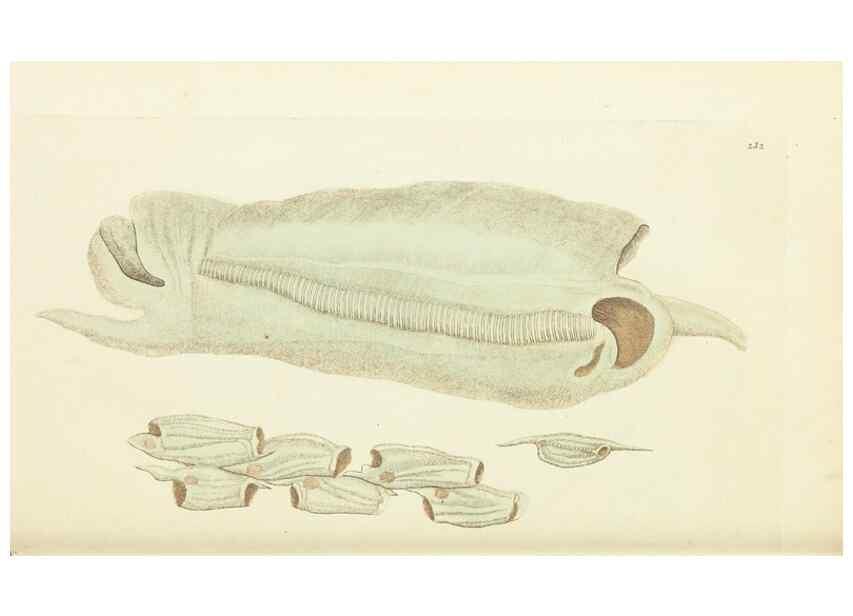 Reproducción/Reproduction 30743183105: The naturalist's miscellany, or Coloured figures of natural objects. London :Printed for Nodder & Co.,1789-1813