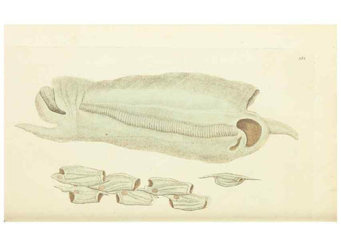 Reproducción/Reproduction 30743183105: The naturalist's miscellany, or Coloured figures of natural objects. London :Printed for Nodder & Co.,1789-1813
