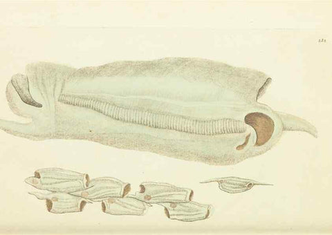 Reproducción/Reproduction 30743183105: The naturalist's miscellany, or Coloured figures of natural objects. London :Printed for Nodder & Co.,1789-1813