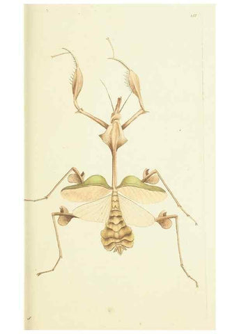 Reproducción/Reproduction 30743185515: The naturalist's miscellany, or Coloured figures of natural objects. London :Printed for Nodder & Co.,1789-1813