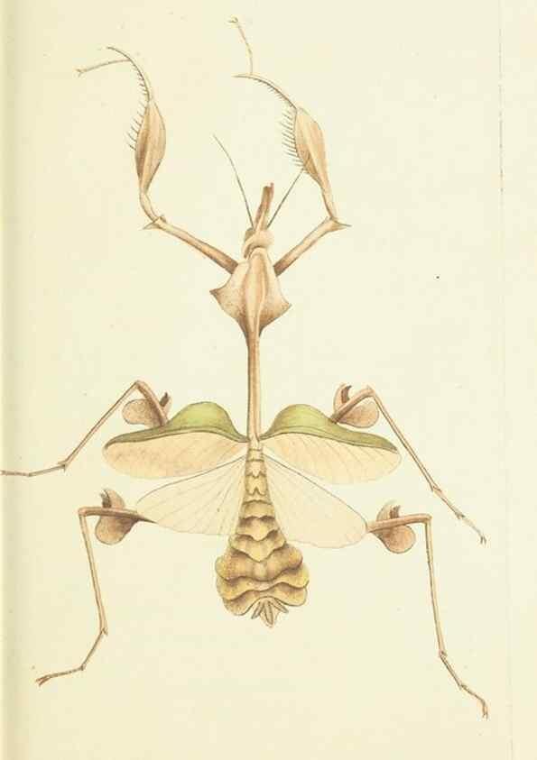 Reproducción/Reproduction 30743185515: The naturalist's miscellany, or Coloured figures of natural objects. London :Printed for Nodder & Co.,1789-1813