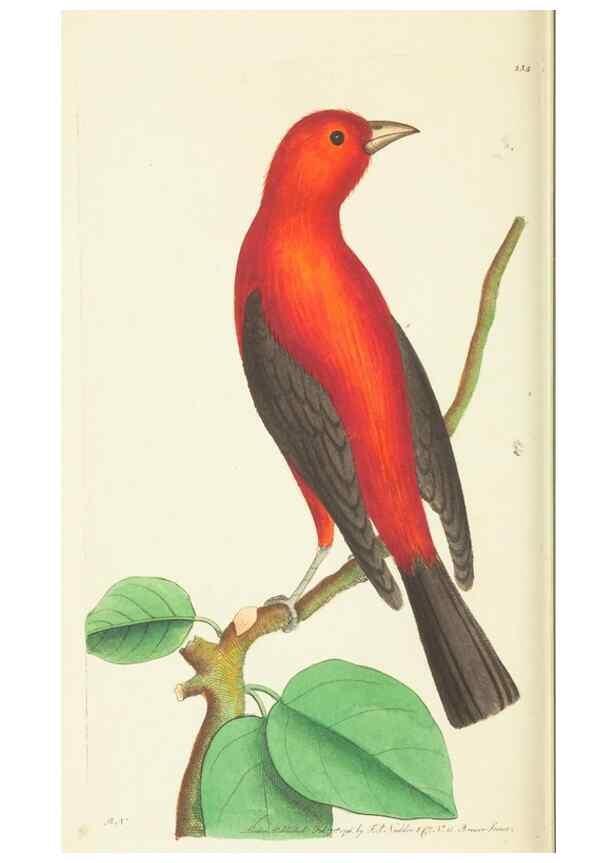 Reproducción/Reproduction 30442735510: The naturalist's miscellany, or Coloured figures of natural objects. London :Printed for Nodder & Co.,1789-1813