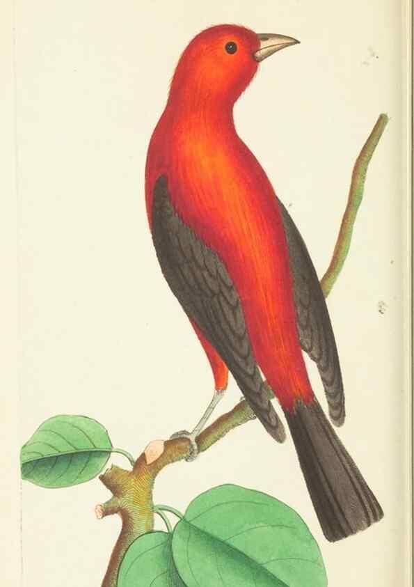 Reproducción/Reproduction 30442735510: The naturalist's miscellany, or Coloured figures of natural objects. London :Printed for Nodder & Co.,1789-1813