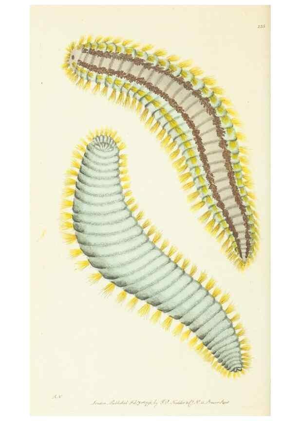 Reproducción/Reproduction 30107807943: The naturalist's miscellany, or Coloured figures of natural objects. London :Printed for Nodder & Co.,1789-1813