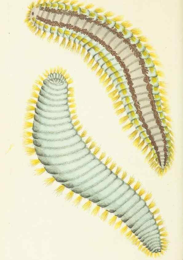 Reproducción/Reproduction 30107807943: The naturalist's miscellany, or Coloured figures of natural objects. London :Printed for Nodder & Co.,1789-1813