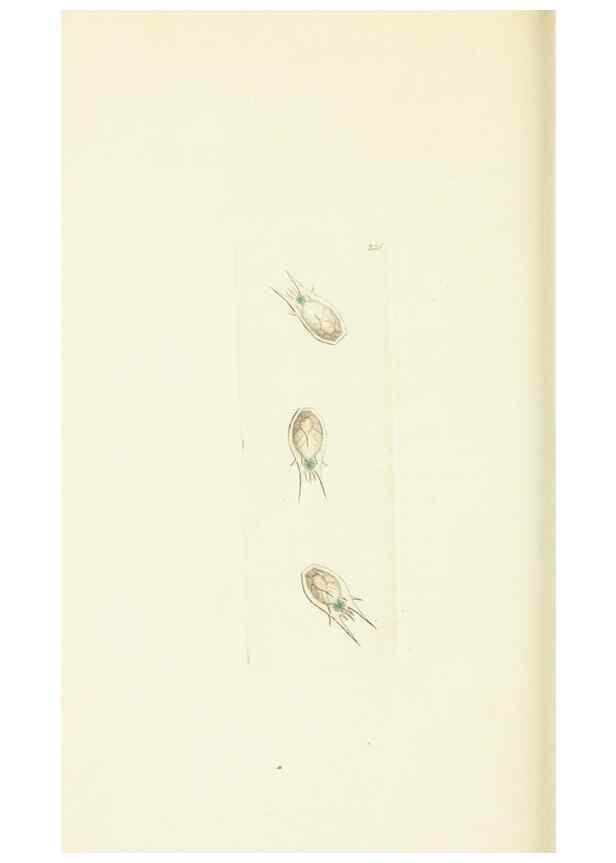Reproducción/Reproduction 30743196915: The naturalist's miscellany, or Coloured figures of natural objects. London :Printed for Nodder & Co.,1789-1813