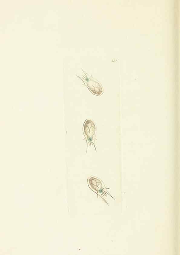 Reproducción/Reproduction 30743196915: The naturalist's miscellany, or Coloured figures of natural objects. London :Printed for Nodder & Co.,1789-1813