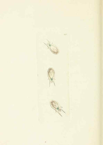 Reproducción/Reproduction 30743196915: The naturalist's miscellany, or Coloured figures of natural objects. London :Printed for Nodder & Co.,1789-1813