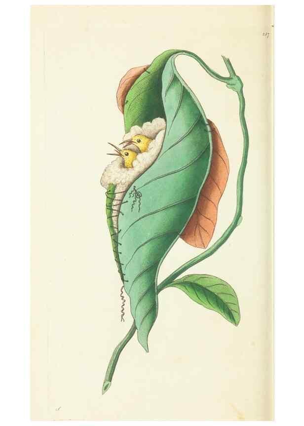 Reproducción/Reproduction 30743202595: The naturalist's miscellany, or Coloured figures of natural objects. London :Printed for Nodder & Co.,1789-1813