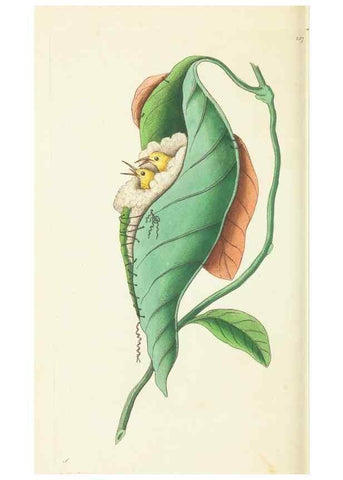 Reproducción/Reproduction 30743202595: The naturalist's miscellany, or Coloured figures of natural objects. London :Printed for Nodder & Co.,1789-1813