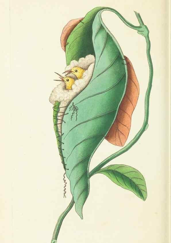Reproducción/Reproduction 30743202595: The naturalist's miscellany, or Coloured figures of natural objects. London :Printed for Nodder & Co.,1789-1813