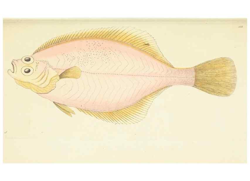 Reproducción/Reproduction 30743204385: The naturalist's miscellany, or Coloured figures of natural objects. London :Printed for Nodder & Co.,1789-1813