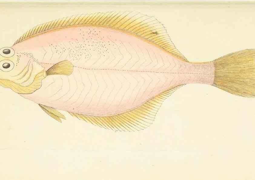 Reproducción/Reproduction 30743204385: The naturalist's miscellany, or Coloured figures of natural objects. London :Printed for Nodder & Co.,1789-1813