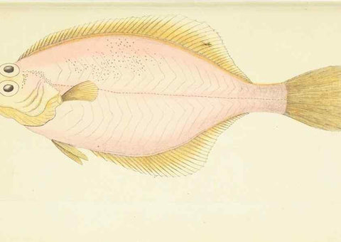 Reproducción/Reproduction 30743204385: The naturalist's miscellany, or Coloured figures of natural objects. London :Printed for Nodder & Co.,1789-1813