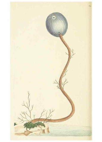 Reproducción/Reproduction 30107819773: The naturalist's miscellany, or Coloured figures of natural objects. London :Printed for Nodder & Co.,1789-1813