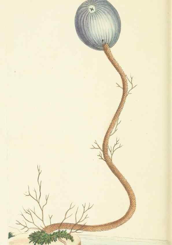 Reproducción/Reproduction 30107819773: The naturalist's miscellany, or Coloured figures of natural objects. London :Printed for Nodder & Co.,1789-1813