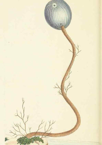 Reproducción/Reproduction 30107819773: The naturalist's miscellany, or Coloured figures of natural objects. London :Printed for Nodder & Co.,1789-1813