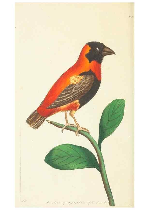 Reproducción/Reproduction 30626559872: The naturalist's miscellany, or Coloured figures of natural objects. London :Printed for Nodder & Co.,1789-1813