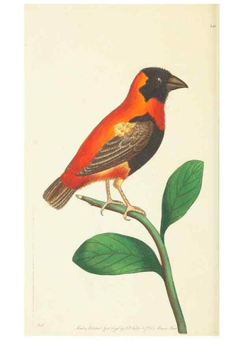 Reproducción/Reproduction 30626559872: The naturalist's miscellany, or Coloured figures of natural objects. London :Printed for Nodder & Co.,1789-1813