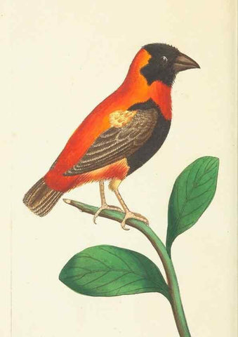 Reproducción/Reproduction 30626559872: The naturalist's miscellany, or Coloured figures of natural objects. London :Printed for Nodder & Co.,1789-1813
