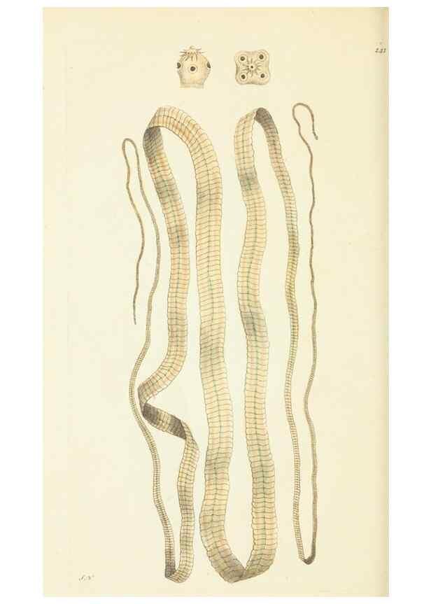 Reproducción/Reproduction 30626561642: The naturalist's miscellany, or Coloured figures of natural objects. London :Printed for Nodder & Co.,1789-1813