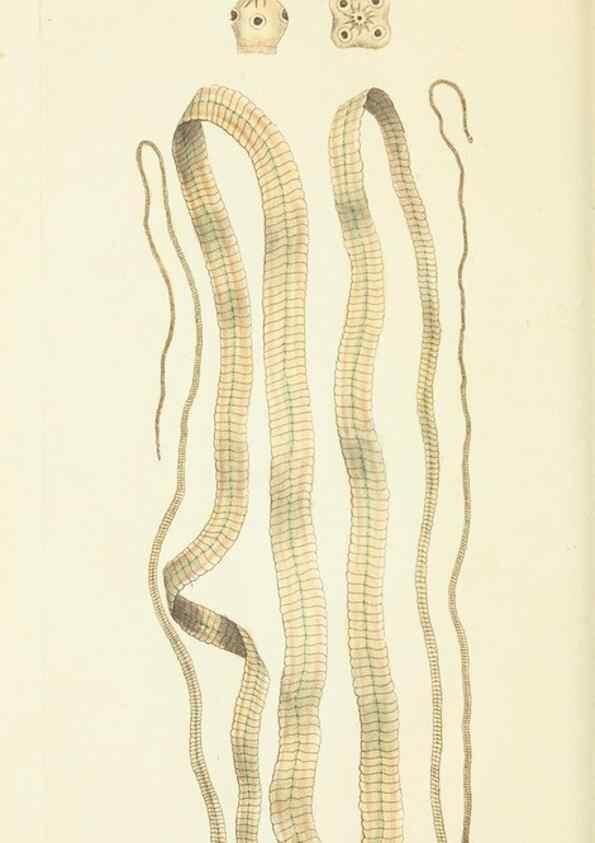 Reproducción/Reproduction 30626561642: The naturalist's miscellany, or Coloured figures of natural objects. London :Printed for Nodder & Co.,1789-1813