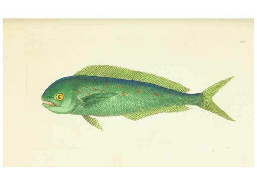 Reproducción/Reproduction 30743212315: The naturalist's miscellany, or Coloured figures of natural objects. London :Printed for Nodder & Co.,1789-1813