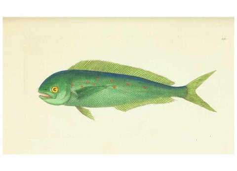 Reproducción/Reproduction 30743212315: The naturalist's miscellany, or Coloured figures of natural objects. London :Printed for Nodder & Co.,1789-1813