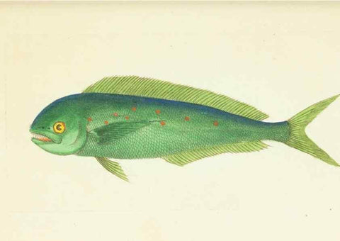 Reproducción/Reproduction 30743212315: The naturalist's miscellany, or Coloured figures of natural objects. London :Printed for Nodder & Co.,1789-1813