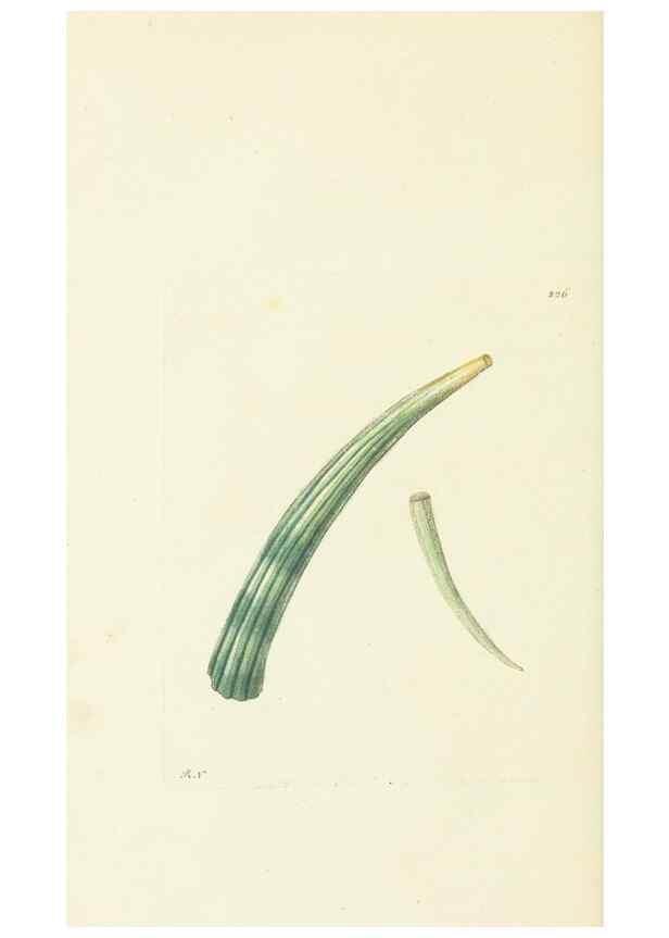 Reproducción/Reproduction 30743175555: The naturalist's miscellany, or Coloured figures of natural objects. London :Printed for Nodder & Co.,1789-1813