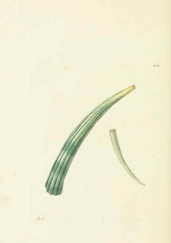 Reproducción/Reproduction 30743175555: The naturalist's miscellany, or Coloured figures of natural objects. London :Printed for Nodder & Co.,1789-1813