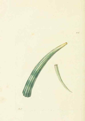 Reproducción/Reproduction 30743175555: The naturalist's miscellany, or Coloured figures of natural objects. London :Printed for Nodder & Co.,1789-1813