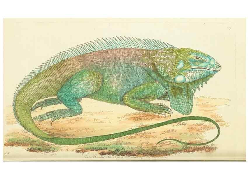 Reproducción/Reproduction 30743174405: The naturalist's miscellany, or Coloured figures of natural objects. London :Printed for Nodder & Co.,1789-1813