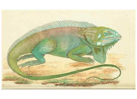 Reproducción/Reproduction 30743174405: The naturalist's miscellany, or Coloured figures of natural objects. London :Printed for Nodder & Co.,1789-1813