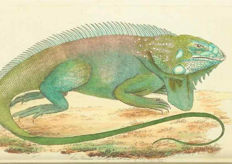 Reproducción/Reproduction 30743174405: The naturalist's miscellany, or Coloured figures of natural objects. London :Printed for Nodder & Co.,1789-1813