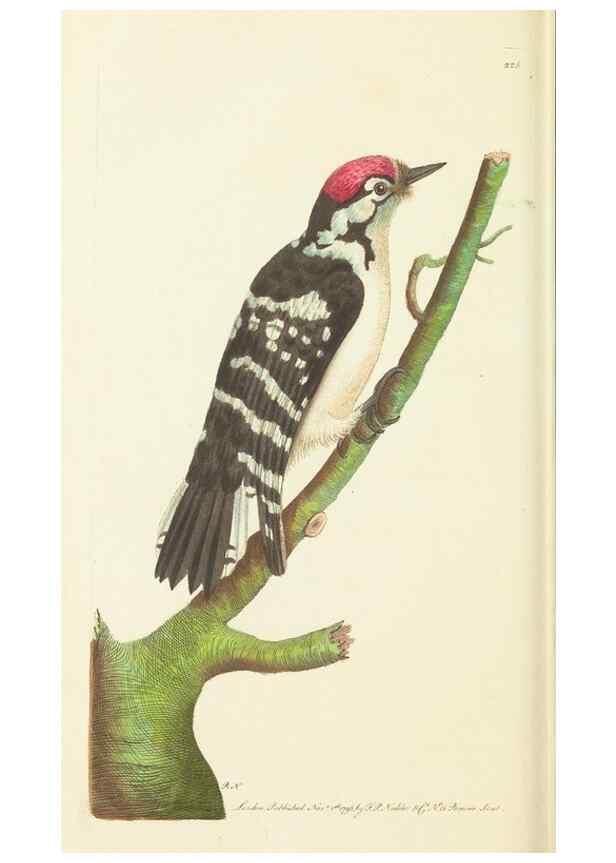 Reproducción/Reproduction 30442721320: The naturalist's miscellany, or Coloured figures of natural objects. London :Printed for Nodder & Co.,1789-1813