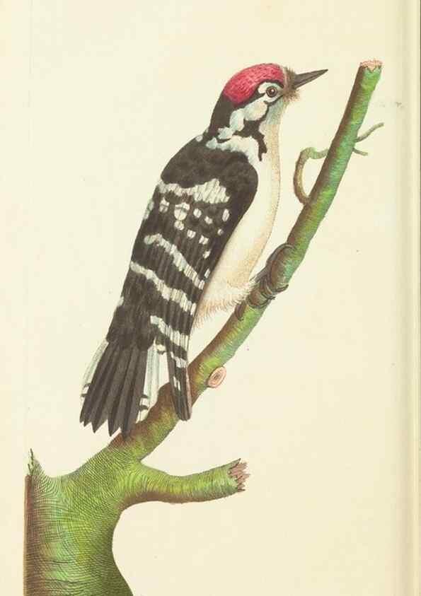 Reproducción/Reproduction 30442721320: The naturalist's miscellany, or Coloured figures of natural objects. London :Printed for Nodder & Co.,1789-1813