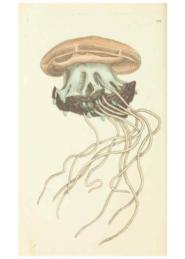 Reproducción/Reproduction 30442720030: The naturalist's miscellany, or Coloured figures of natural objects. London :Printed for Nodder & Co.,1789-1813