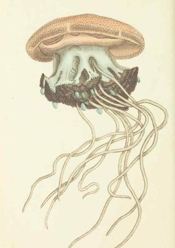Reproducción/Reproduction 30442720030: The naturalist's miscellany, or Coloured figures of natural objects. London :Printed for Nodder & Co.,1789-1813